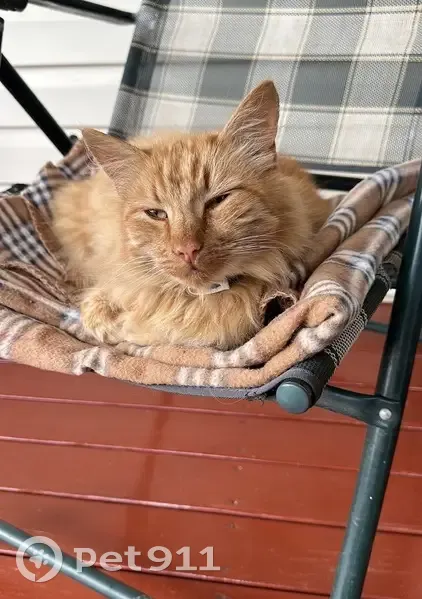 Пропал кот, улица Новая Слобода, 1, Речицы - рыжий взрослый с ошейником от блох - photo