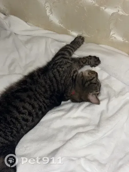 Пропала кошка, Лукьяново - с красным ошейником - photo