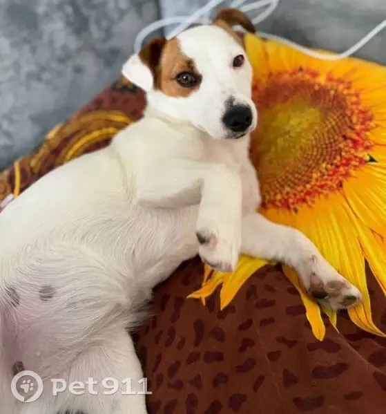 Пропала собака, Набережные Челны, Татарстан - photo