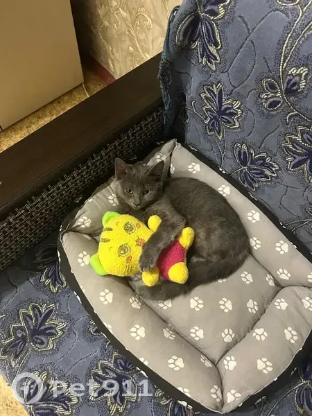 Пропала кошка, бульвар Победы, 38, Воронеж - серая, худенькая - photo