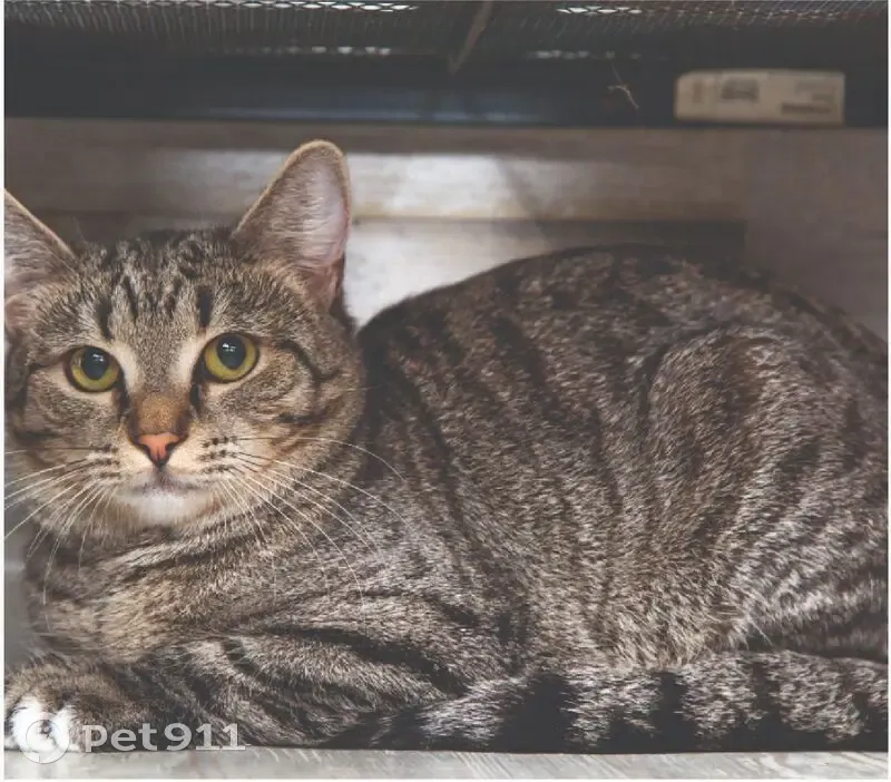 Пропал кот, улица 60 лет Октября, 11, Белгород - толстенький и ласковый - photo