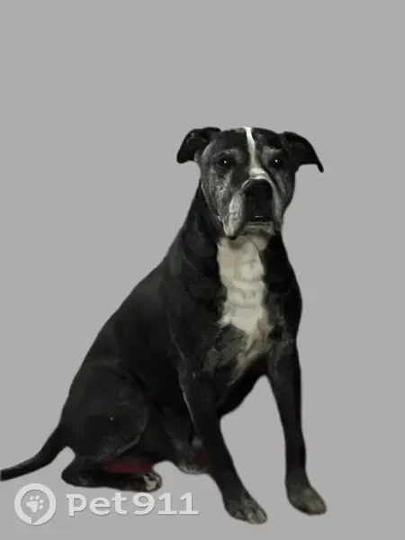 Пропал собака, 3-й Доступный переулок, 19Б, Ростов-на-Дону - черный окрас с белой полосой - photo