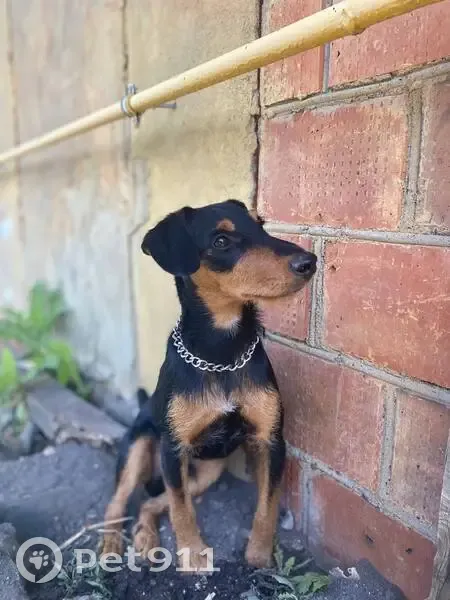 Пропал собака, улица Победы, 9, Черлак - на шее серебренный цепь - photo