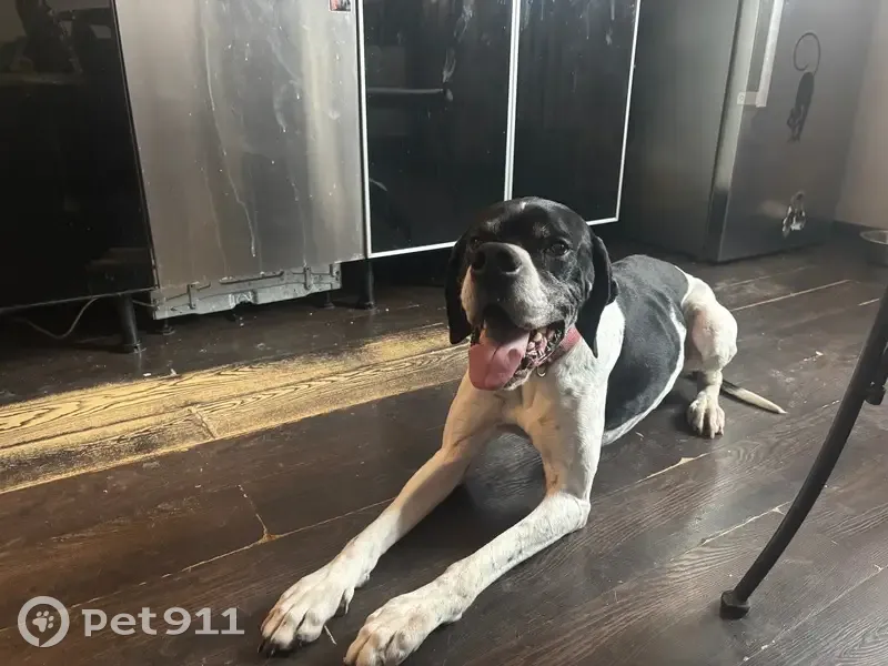 Пропал собака, мужской, проспект 40-летия Победы, Ростов-на-Дону - photo