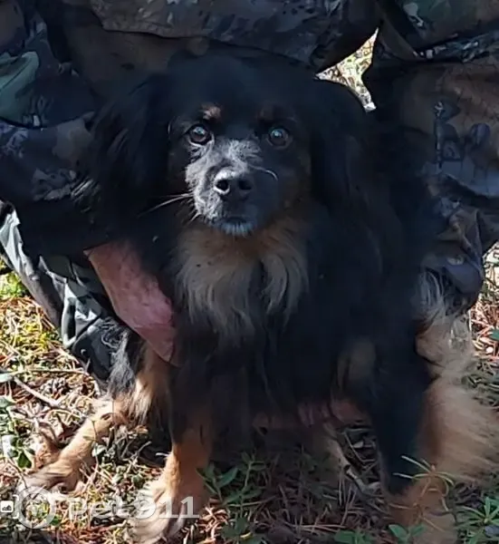 Пропал собака, Цветной бульвар, городской округ Югорск - черный окрас, рыжая грудь и ноги - photo