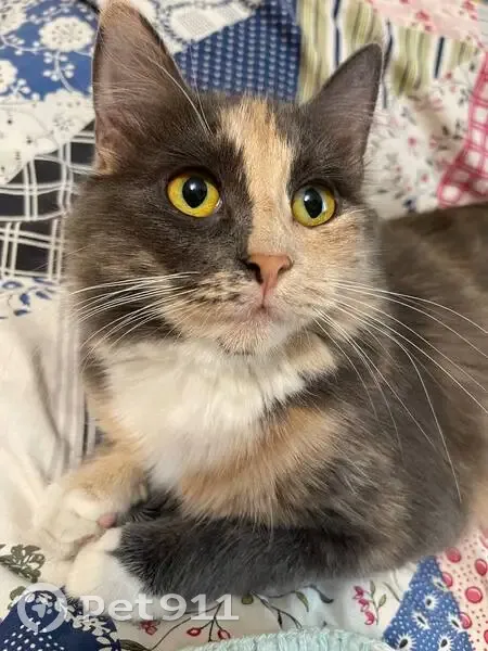 Пропала кошка, Тележная улица, Санкт-Петербург - трёхцветная и напугана - photo