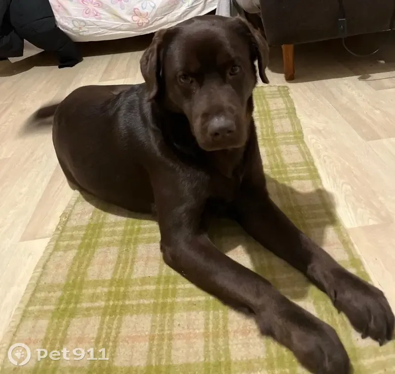 Пропала собака, Соколовая улица, 254, Саратов - коричневая девочка - photo