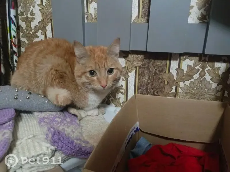 Пропал кот, улица 9 Января, 10, Нижний Тагил - рыжий с белой грудкой - photo