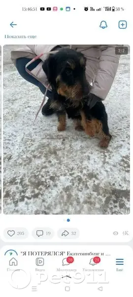 Пропал собака, улица Ильича, 50, Екатеринбург - ягдтерьер, окрас чёрно-подпалый - photo