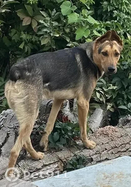 Пропал собака, улица Дружбы, 62, Майкоп - молодой пёс без хвоста - photo