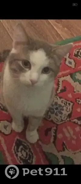 Пропал кот, улица Кутякова, 63, Саратов - серо-белый окрас, желтые глаза - photo