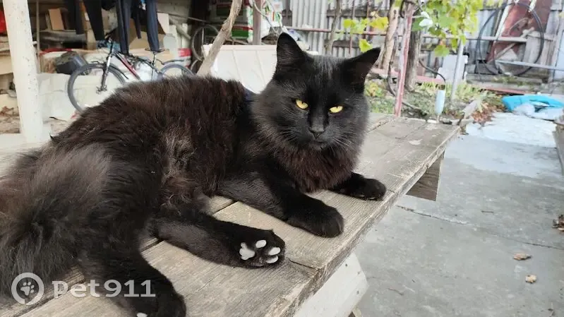 Пропал кот, Кубанская улица, 7, Гайдук - весь чёрный, пушистый - photo