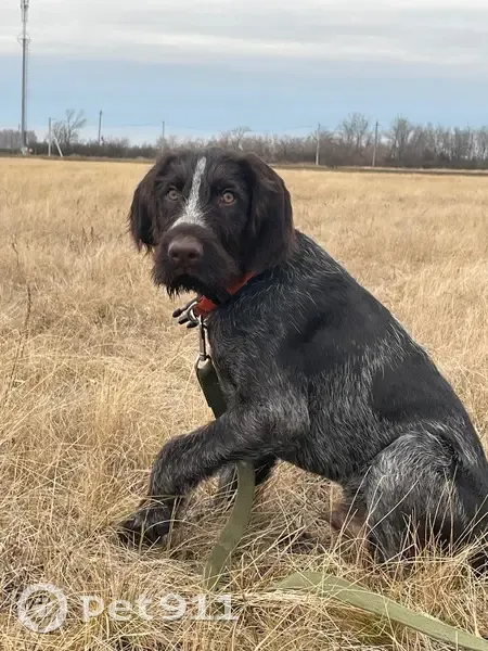 Пропал собака, Троицк, Челябинская область - порода дратхаар, кожаный ошейник - photo