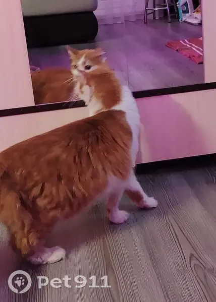 Найдена кошка, Октябрьский проспект, 4, Петрозаводск - ласковая, возможно беременная - photo