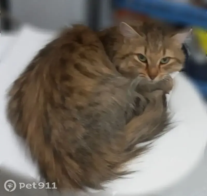 Найдена кошка, улица Льва Лаврова, 14/2, Пермь - полосатая, пушистая - photo