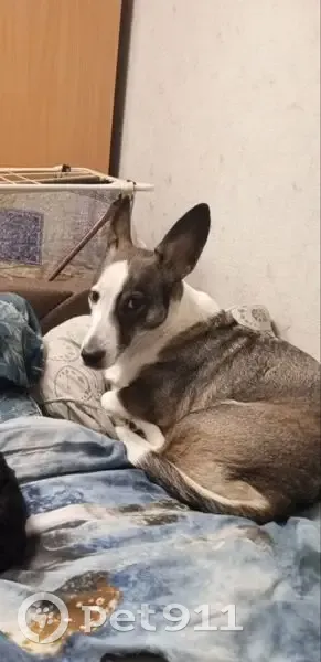 Пропала собака, Инициативная улица, 27А, Кемерово - правая лапа с изгибом - photo