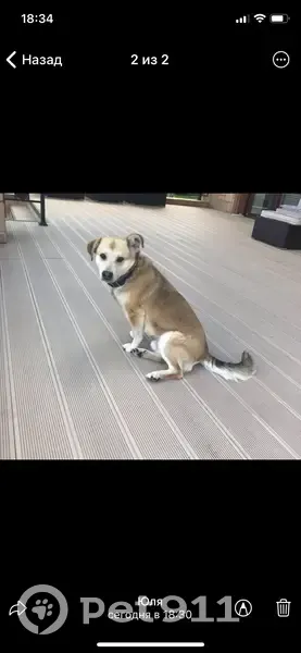 Пропала собака, 46К-9080, Обушково - кличка Толик, дворняжка - photo