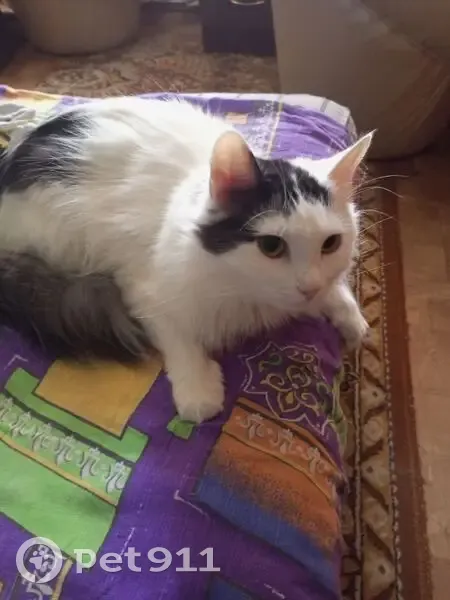 Пропал кот, улица 250-летия Челябинска, 23, Челябинск - белый с тёмной макушкой - photo