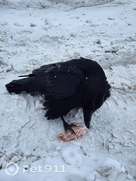 Найдена птица, Новосходненское шоссе, 2А, Химки - большой черный ворон - photo