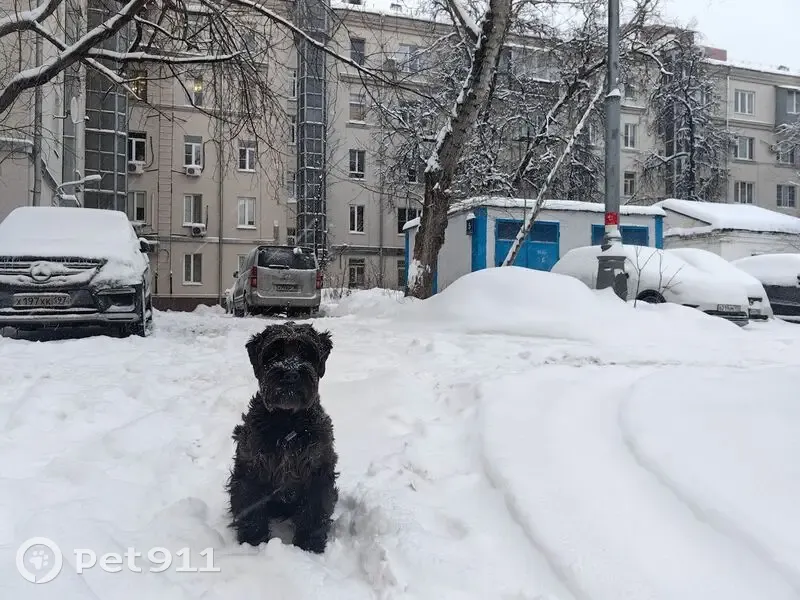 Пропал собака, Чурики, Катино - чёрный, лохматый, добрый - photo