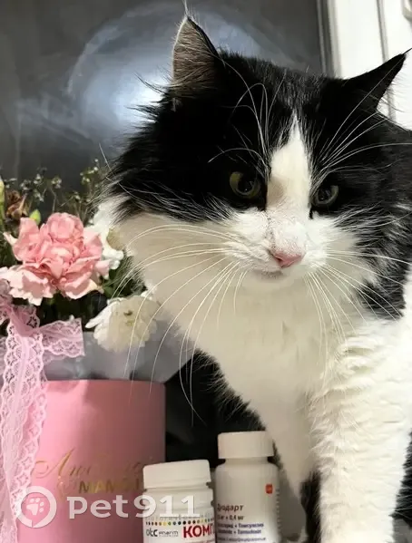 Пропал кот, Саратов, Саратовская область - очень пушистый с длинной шерстью - photo