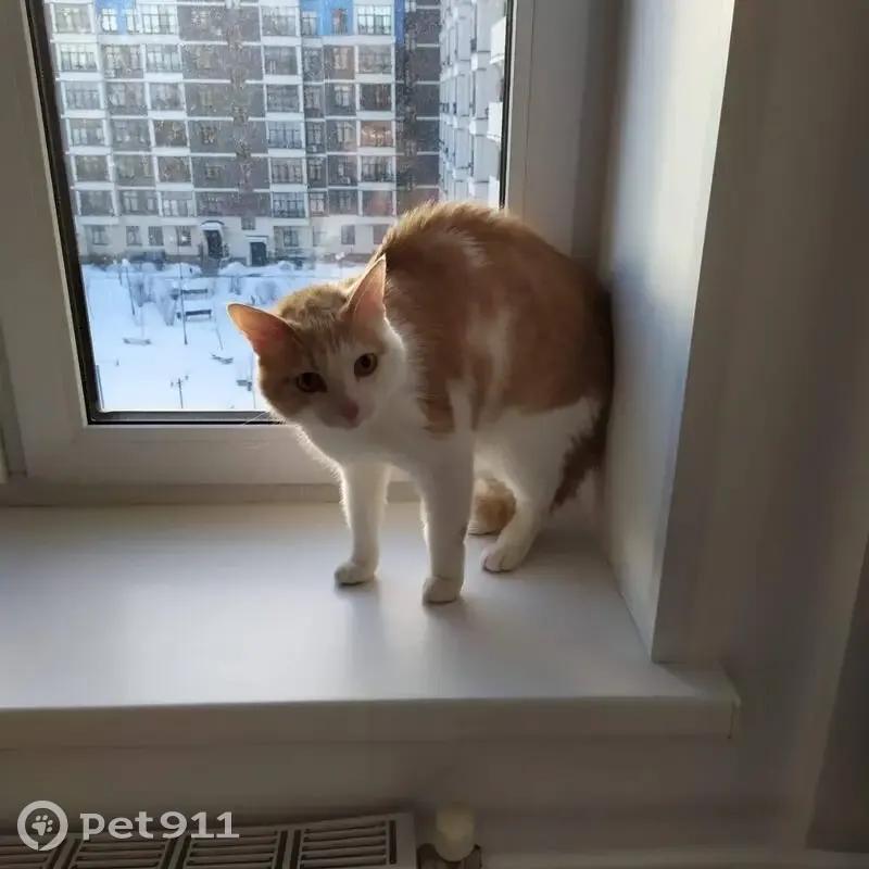 Пропал кот, улица Босова, Истра - рыжий с белым, ласковый - photo