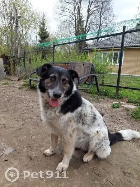 Пропал собака, мужской, д. Тимашово, Калужская область - чёрно-белый окрас - photo