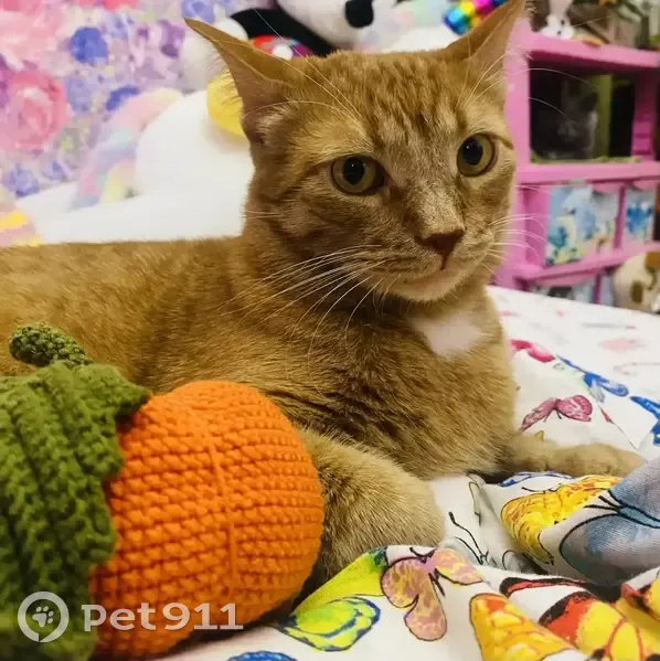 Пропал кот, Северная улица, Белоусово - рыжий с белым пятнышком и красным ошейником - photo