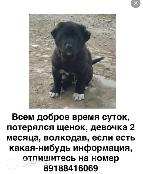 Пропала собака, женский пол, Чебоксарская улица, 17, Волгоград - photo