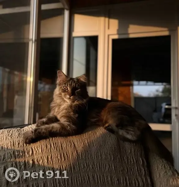 Пропала кошка, улица Фрунзе, Афипский - кисточка на одном ушке - photo