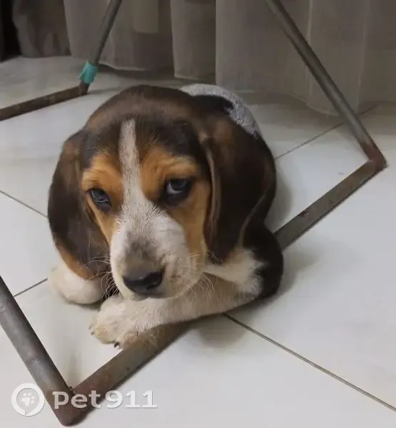 Пропала собака, Абрикосовая улица, 8, Астрахань - чёрно-серый ошейник - photo