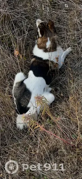 Пропал собака, Мелиховское сельское поселение, Ростовская область - белый с чёрными и тёмно-коричневыми пятнами - photo