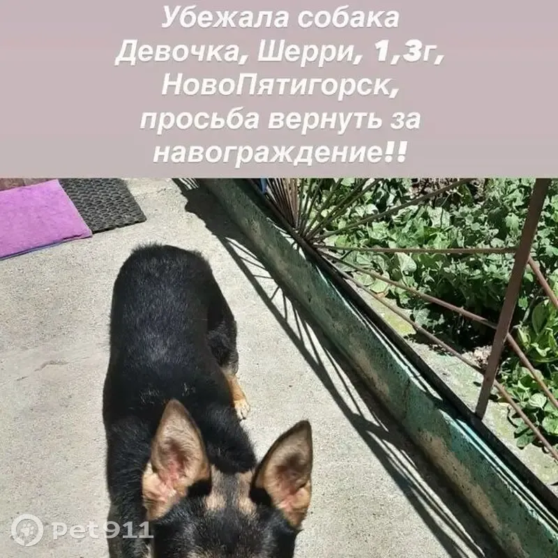 Пропала собака, Делегатская улица, Пятигорск - девочка по имени Шера - photo
