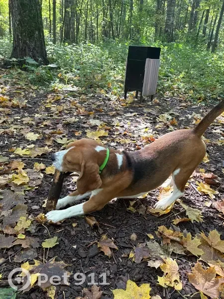 Пропал собака, Комсомольский бульвар, 3 к2, Арзамас - рыже-белый окрас - photo