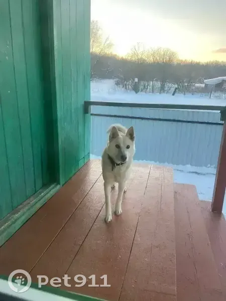 Пропал собака, улица Якау, Чувалкиповский сельсовет, Чишмы - очень доверчивый к людям - photo
