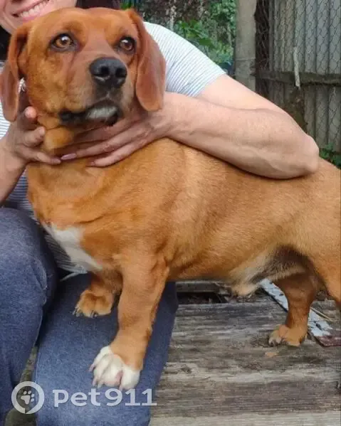 Пропал собака, улица Хакурате, 238, Майкоп - добрый пёс - photo