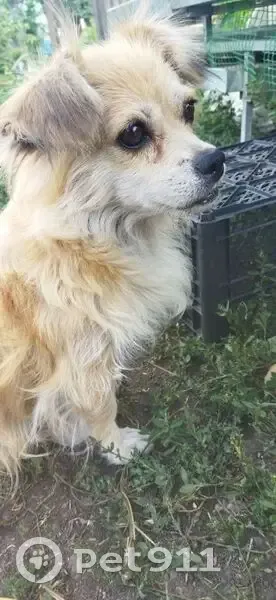 Пропала собака, женский пол, улица Пожарского, 34А, городской округ Гуково - photo