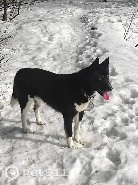 Пропал собака, 2-й Дзержинский переулок, 8, Наро-Фоминск - ошейник цвета хаки - photo