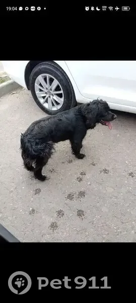 Пропала собака, Волжский, Волгоградская область - кокер-спаниель, хвост не купирован - photo