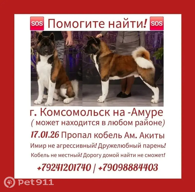 Пропал собака мужской, А-376, Пивань, Комсомольск-на-Амуре - американская акита бурый с белым - photo