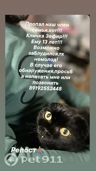 Пропал кот, Пушкарская улица, 4, Елец - полностью чёрный, вислоухий - photo