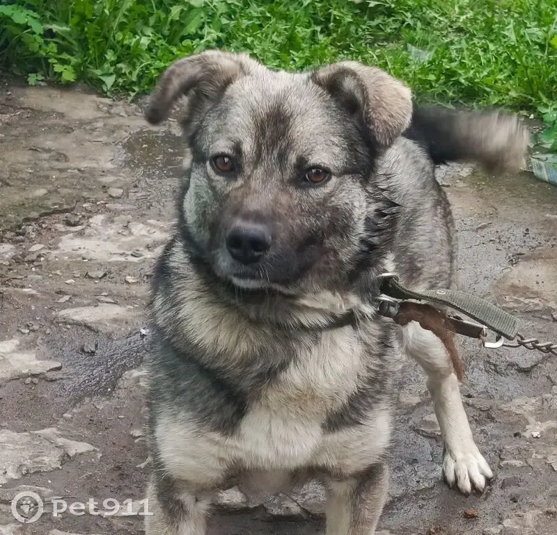Пропал собака, Путевая улица, 20, Троицк - серо-черный окрас, крупные лапы - photo