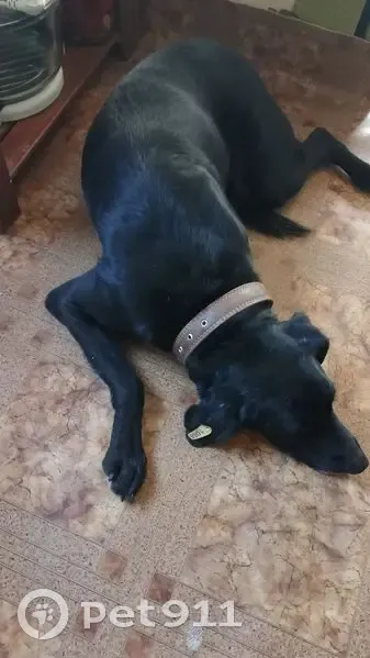 Пропал собака, Челябинская улица, 4/13, Астрахань - черный окрас с белой полоской - photo