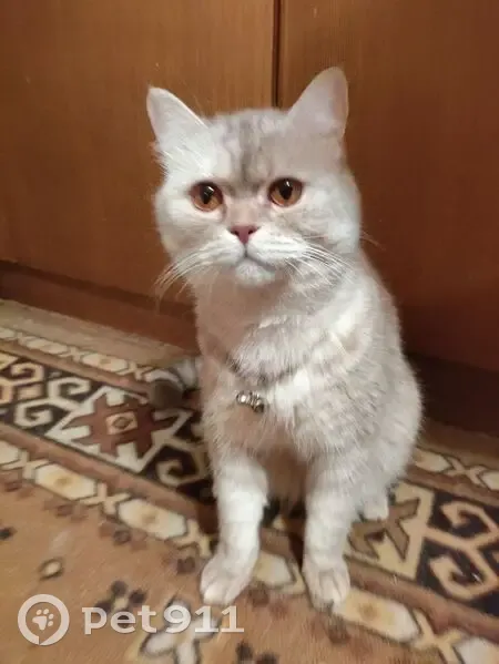 Пропал кот, улица Жукова, 37, Челябинск - серенький с белой шейкой - photo