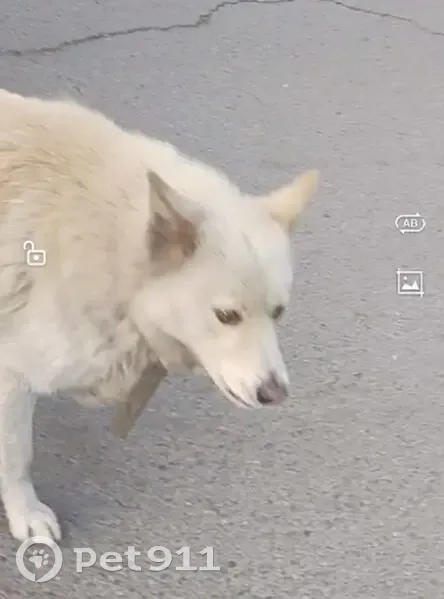 Пропал собака, Кызыл, Тува - с ошейником - photo