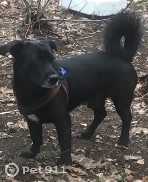 Пропал собака, Большая Учительская улица, 12, Родники - черный с белой грудкой - photo