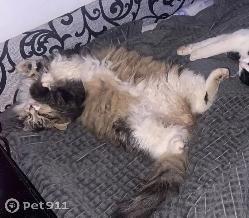 Пропал кот, Кипенское сельское поселение, Ленинградская область - крупный, длинношерстный, окрас 