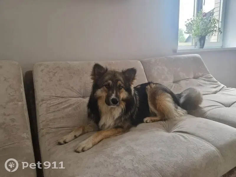 Пропал собака, Мичуринский, Брянская область - бордер-колли по кличке Марвел - photo