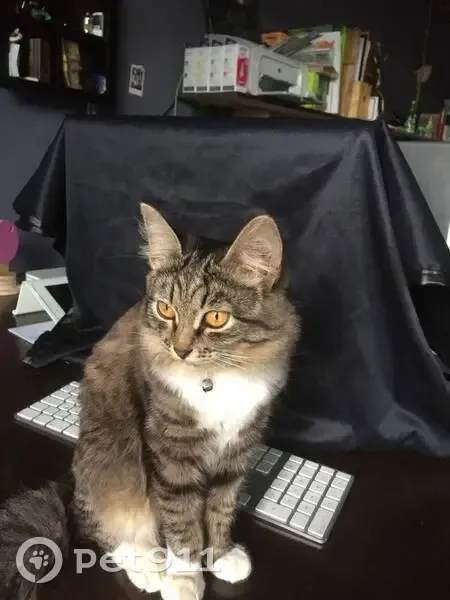 Пропала кошка, улица Батурина, Владимир - полосатая с белой грудкой - photo