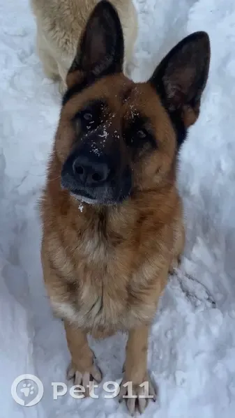 Пропала собака, женский пол, улица Ф.Н.Орлова, Чебоксары - овчарка, окрас черно-рыжий - photo
